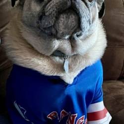 NYR Pug